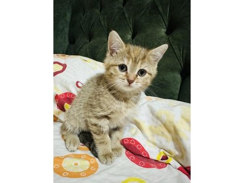 Güzel golden tabby bir prenses kedimiz bırakıyorum buraya