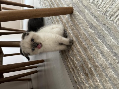 Dünyalar güzeli scottish fold yavrularımı sahiplendiriyorum