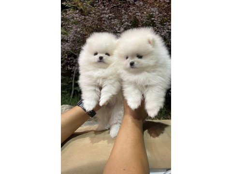 Pomeranian boo teddy