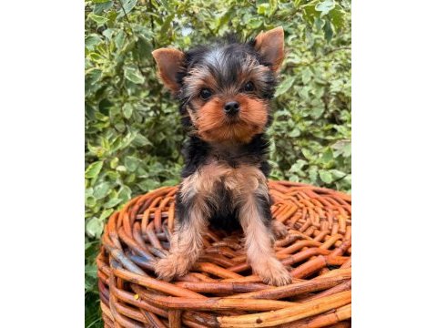 Teacup yorkshire terrier