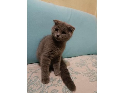 Scottish fold erkek yavrumuz oyuncu ve sağlıklı ücretli