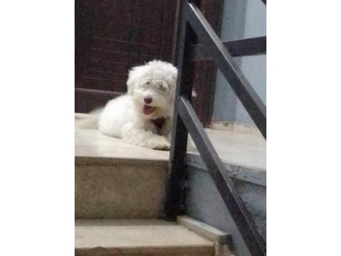7 aylık aşıları tam cipli dişi maltipoo