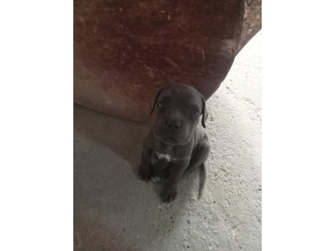 Estetikli blue cane corso yavru