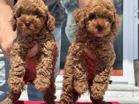 Yasal ruhsatlı çiftlikde ziyarete açık toy poodle