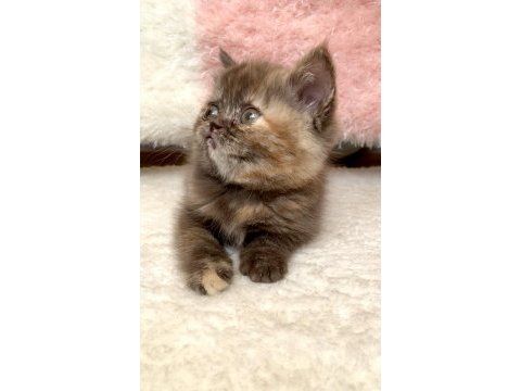 British shorthair dişi karamel renk