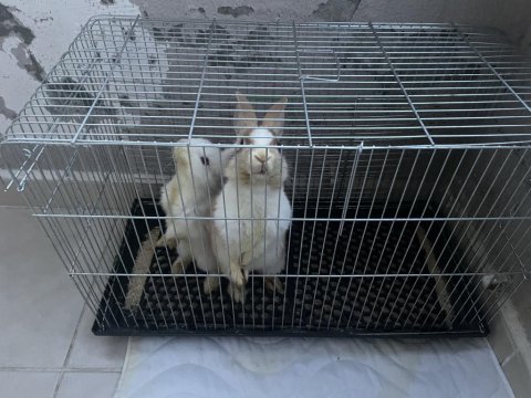 2 adet tavşan