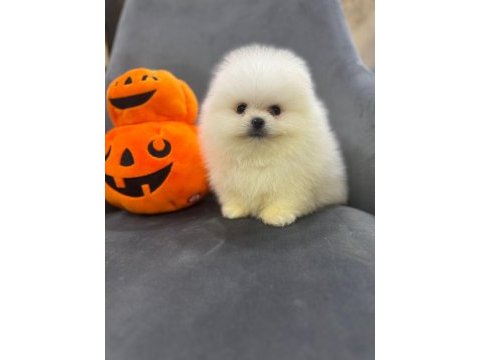 Nadir olan kar beyaz pomeranian yavrularımız