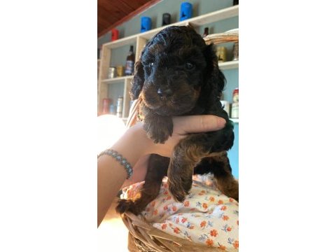 45 günlük 4 güzel toy poodle yavru