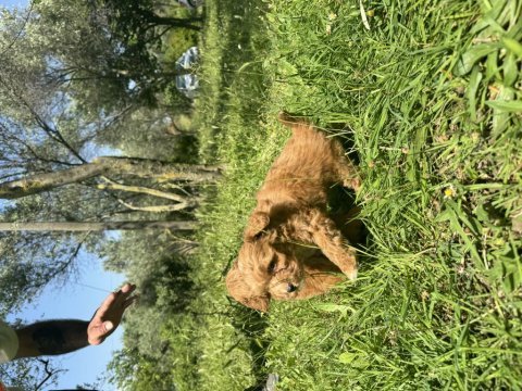 Anne altından maltipoo yavrularımız