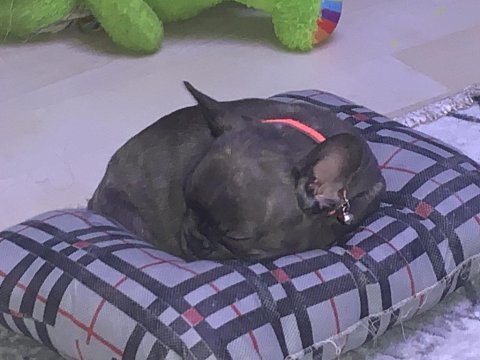 Yavru bebiş aşıları tam french bulldog