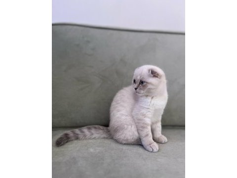 Scottish fold yavru