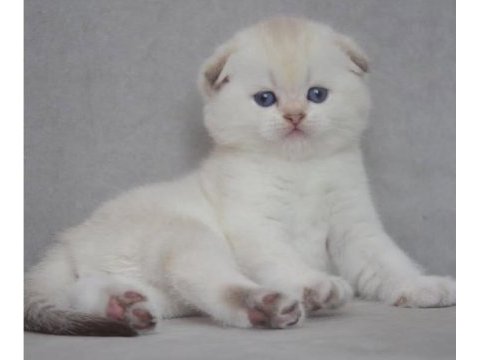 Topaç kafa silver scottish fold