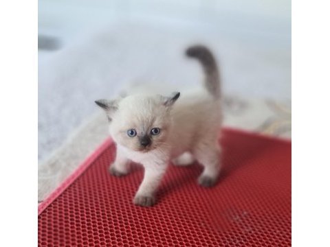 Mavi boncuklarım british shorthair