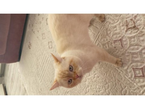 British shorthair 1 yaşına yakın