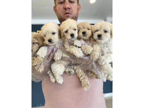 Shoooowwww kalite maltipoo yavrular ankara mağazamızda 