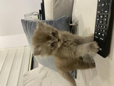 British longhair 43 günlük yavru