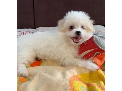 Havanese terrier ile foxy pomeranian kırması