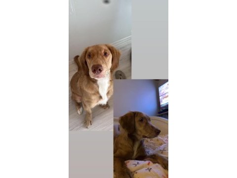 Acil yuva aranıyor golden retriever