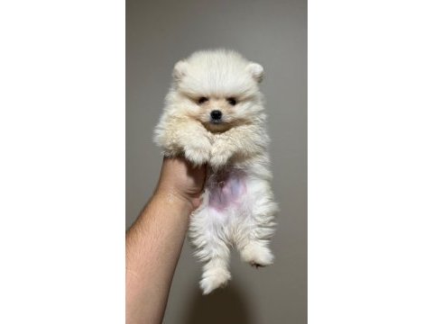Pomeranian yavrumuz kar beyaz aşılı ped eğitimli