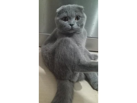 1 yaşında scottish fold