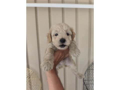 3 erkek kardeş maltipoo