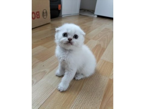 Scottish fold oyun canavarları yeni yuvalarını arıyor