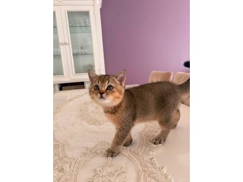 75 günlük british shorthair yeni yuvaya gitmeye hazır
