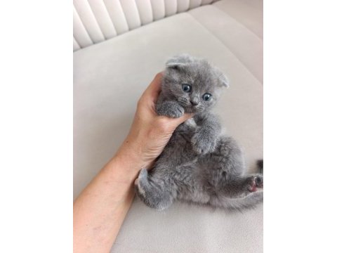 Gri son disk bebek kedim