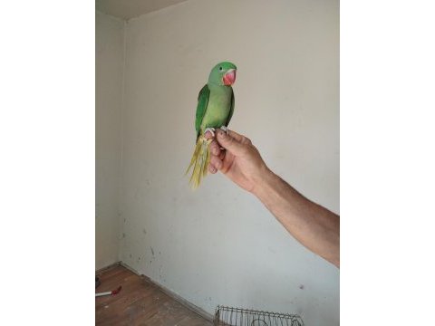 İskender papağanı bebek