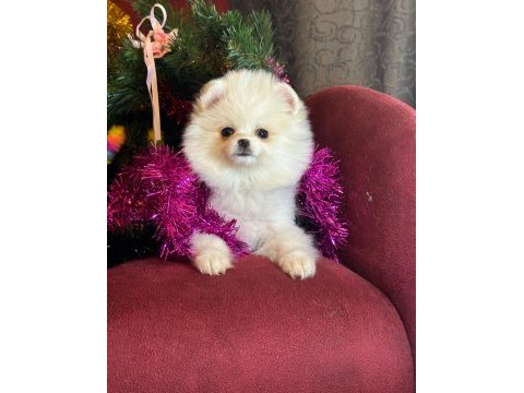 Mini boy pomeranian boo
