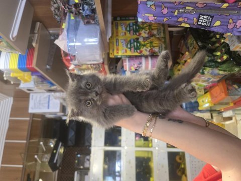 British shorthair dişi