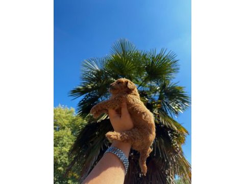 Redbrown toypoodle 