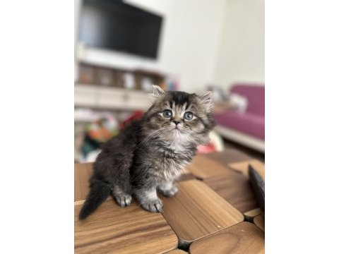 A kalite black tabby british longhair yavrumuz