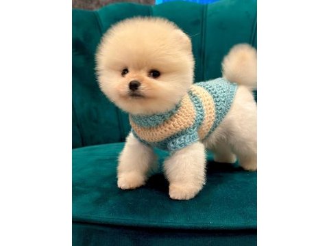 Sağlıklı pomeranian boo