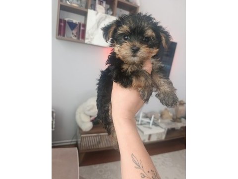 Yorkshire terrier yavruları