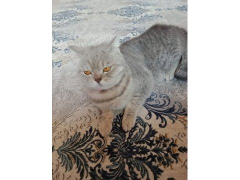 Dişi scottish straight kızım