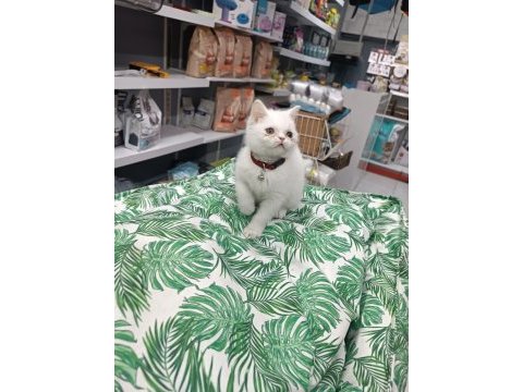 A kalite british shorthair yavrularımız