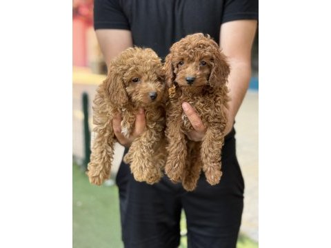 Konya içi elden teslim toy poodle bebekler