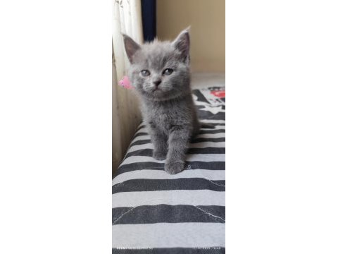 Bizde geldik - british shorthair kediler