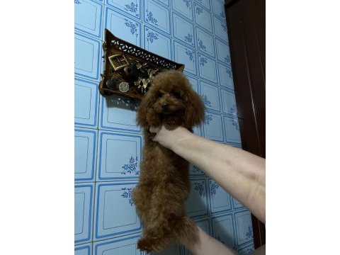 Toy poodle dişi