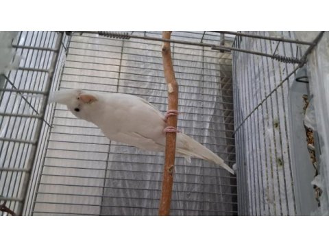 Dişisi öldüğü için erkek albino kırmızı göz sultan papağanı