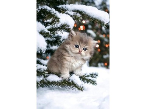 British shorthair / longhair bebekler