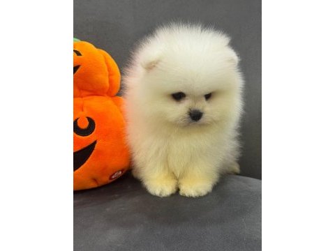 Ankaranın elit safkan pomeranian yavruları