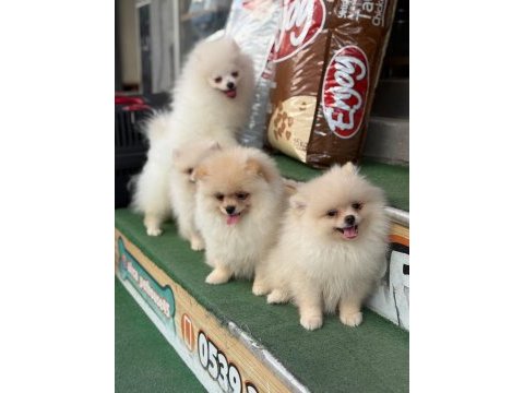 Premium pomeranian boo