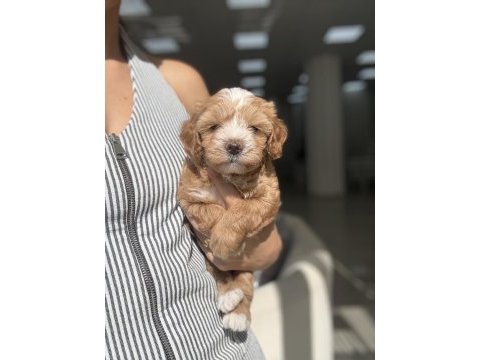 Maltipoo prensesler