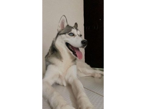 Husky 9 aylık pasaport aşılama tamamlandı