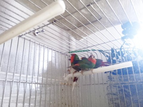 Lutino taşıyıcı parrotlar