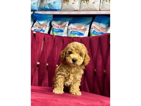 Orjinal maltipoo yavrular