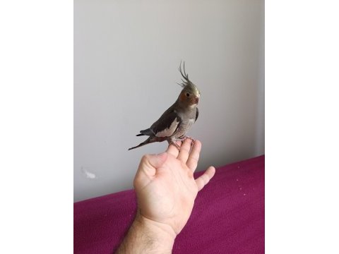 Yavru sultan papağanı