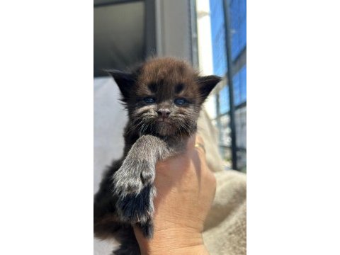 Minik dev kara panter kedimiz ıgor